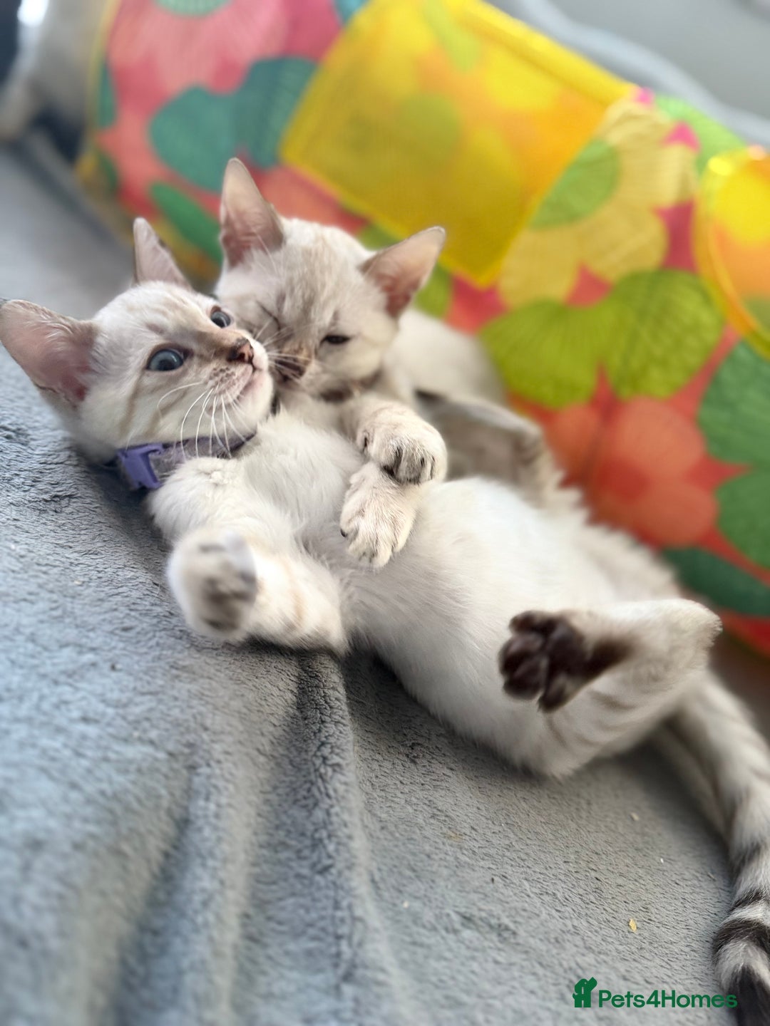 Bengal cats for sale: Blue Eyes Snow Lynx Bengal Kittens - Image 10