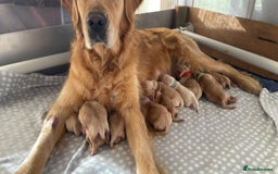 Golden Retriever dogs for sale: Golden Retriever Pups - Image 13