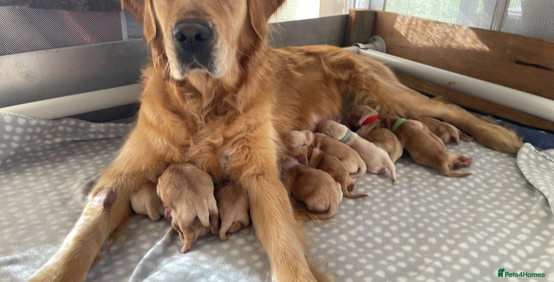 Golden Retriever dogs for sale: Golden Retriever Pups - Image 13