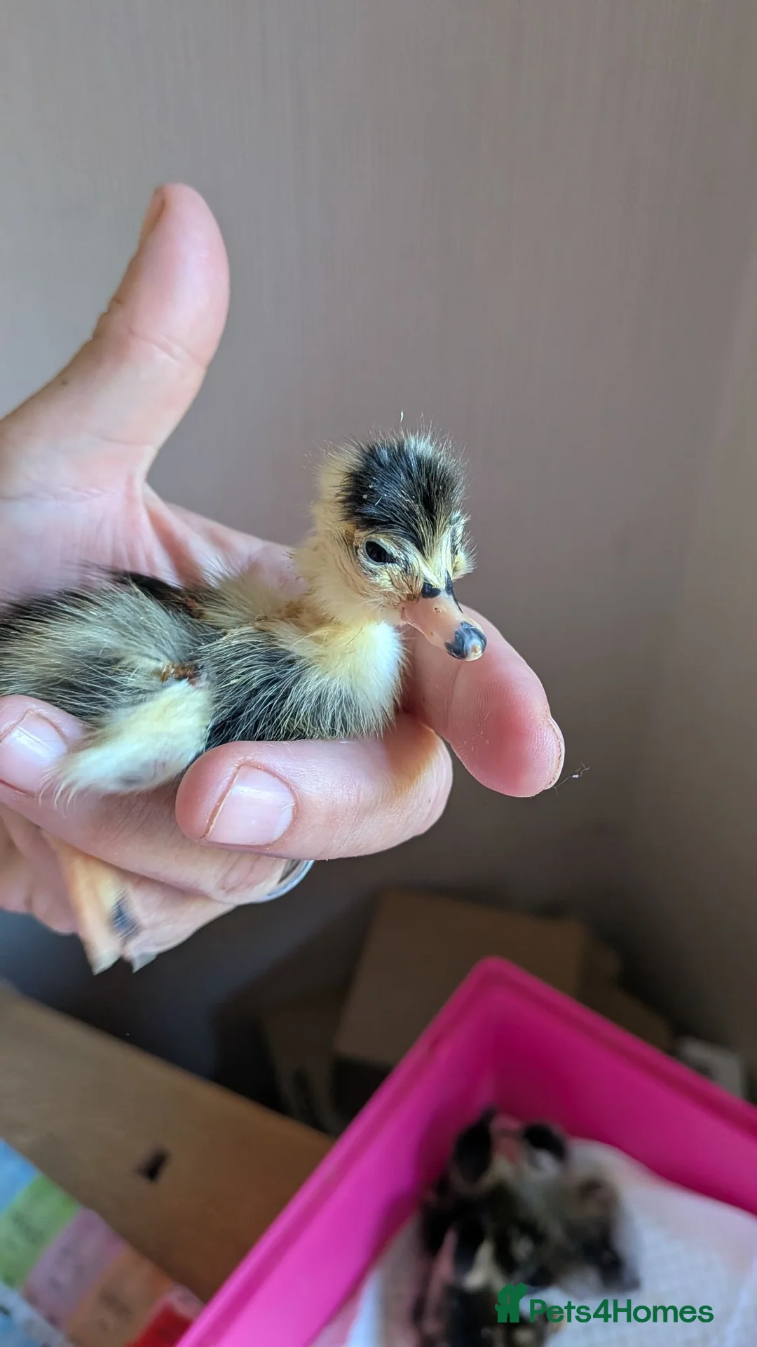 Ducks poultry for sale: Newly hatched call ducklings  - Advert 1
