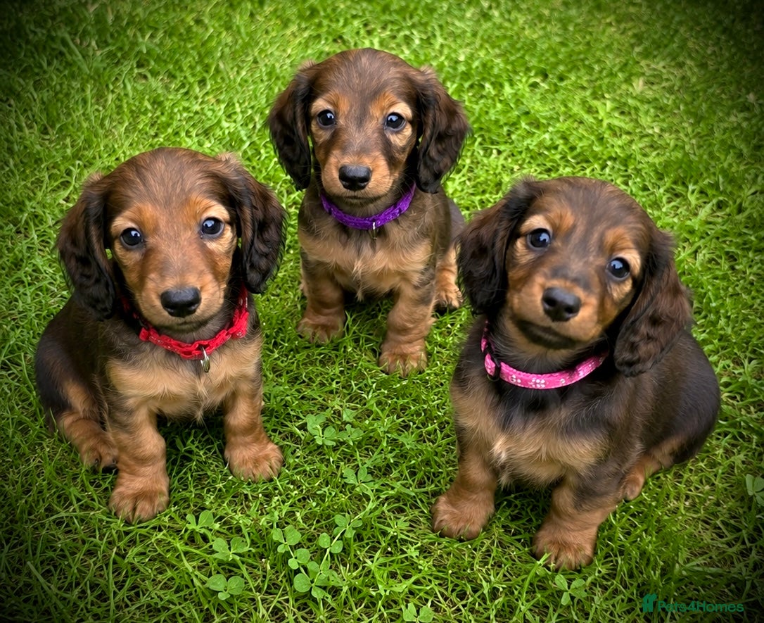 Miniature Dachshund dogs 3 Miniature Longhaired Dachshund Girls for Sale - Advert 4