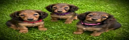 Miniature Dachshund dogs for sale: 3 Miniature Longhaired Dachshund Girls for Sale - Advert 1
