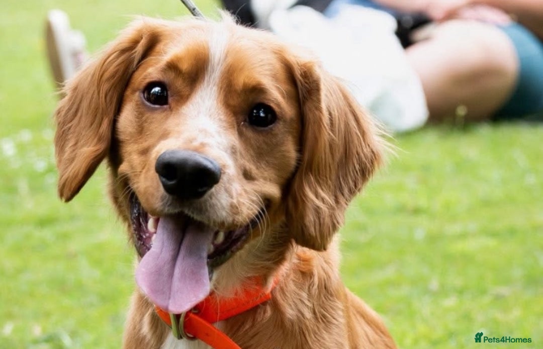 Cocker Spaniel dogs for stud: PROVEN KC working cocker  - Advert 2