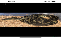 Python Snake reptiles for sale: Female  het albino carpet python  - Image 2