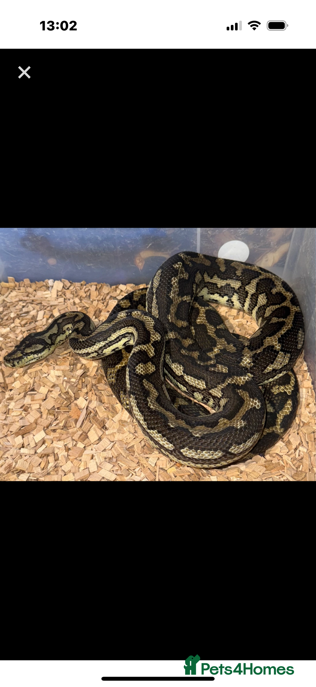 Python Snake reptiles for sale: Female  het albino carpet python  - Image 2