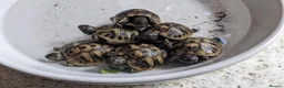 Hermann Tortoise reptiles for sale: Hermann tortoises for sale  - Advert 3