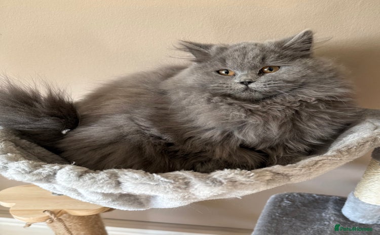 British Shorthair cats - Advert 4