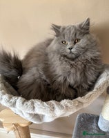 British Shorthair cats - Advert 6