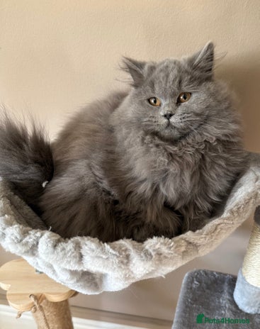 British Shorthair cats - Advert 4