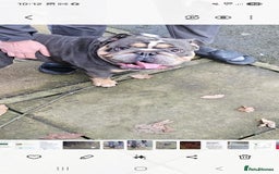 English Bulldog dogs for stud: For stud  - Image 2