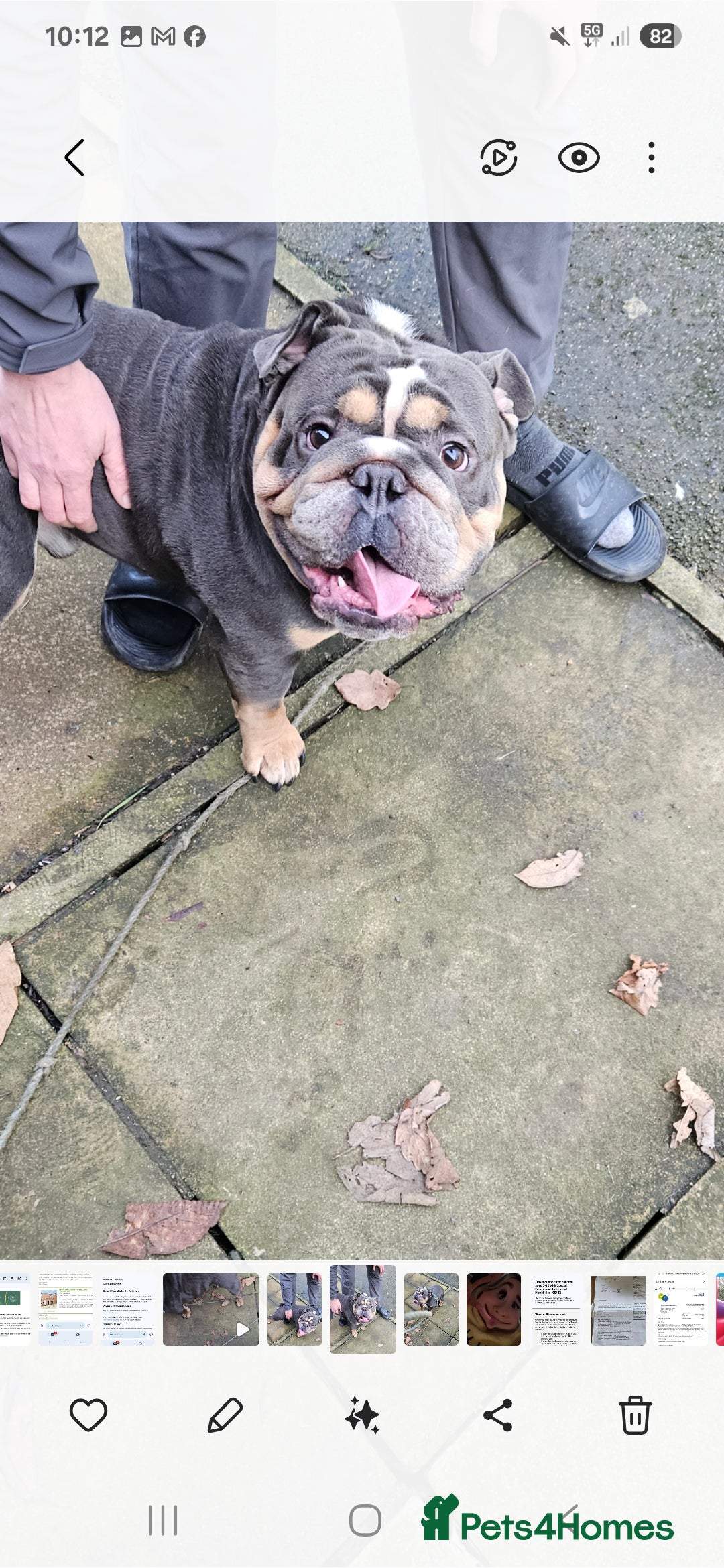 English Bulldog dogs for stud: For stud  - Image 2