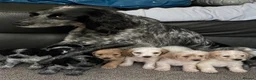 Cocker Spaniel dogs for sale: Cocker spaniel puppies  in Wigan - Advert 5