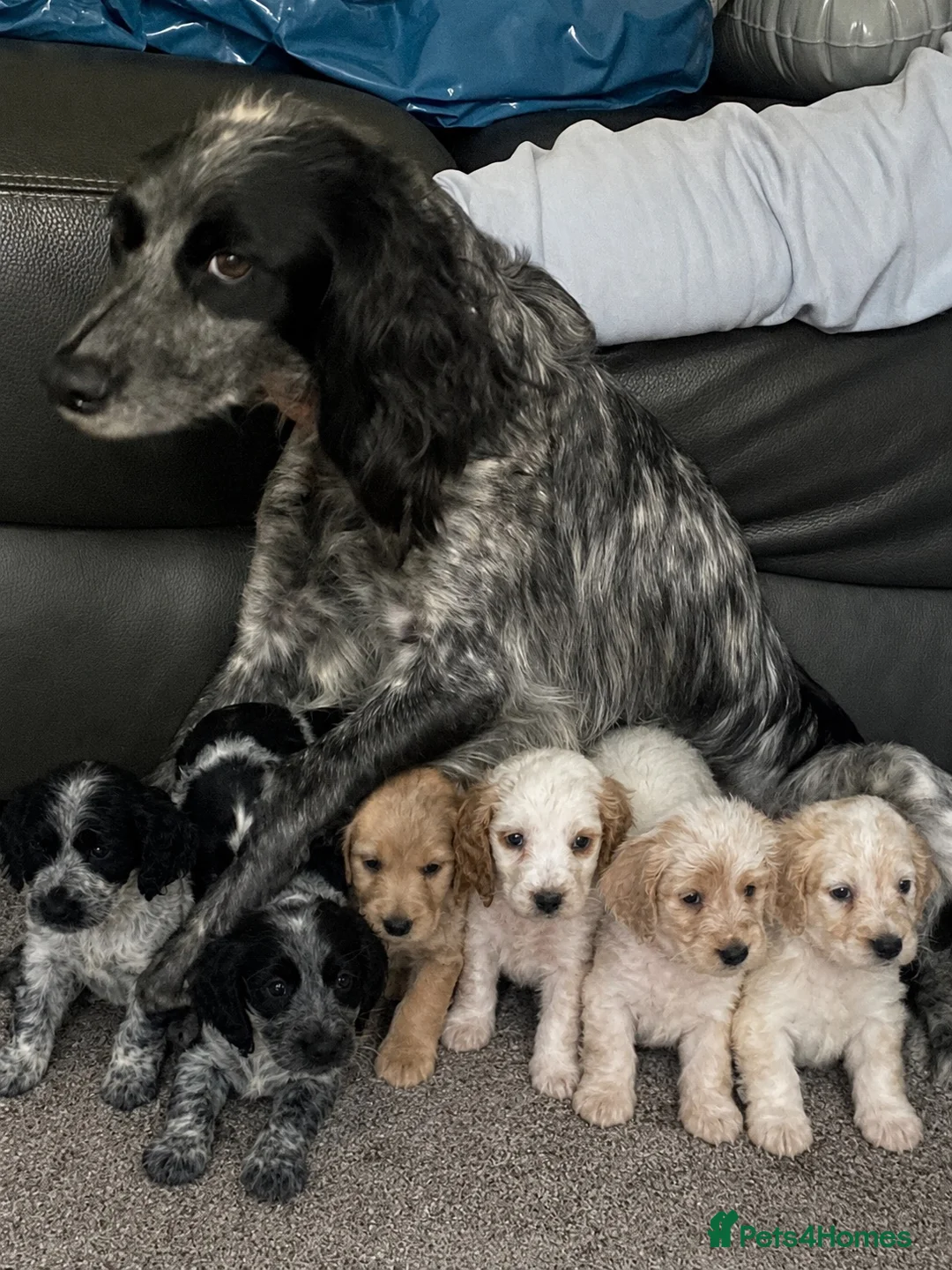 Cocker Spaniel dogs for sale: Cocker spaniel puppies  in Wigan - Advert 5