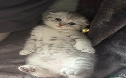 Scottish Fold cats for sale: Adorable Scottish fold silver kittens  - Image 5
