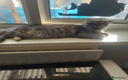 Maine Coon cats for sale: Maine coon - Image 7
