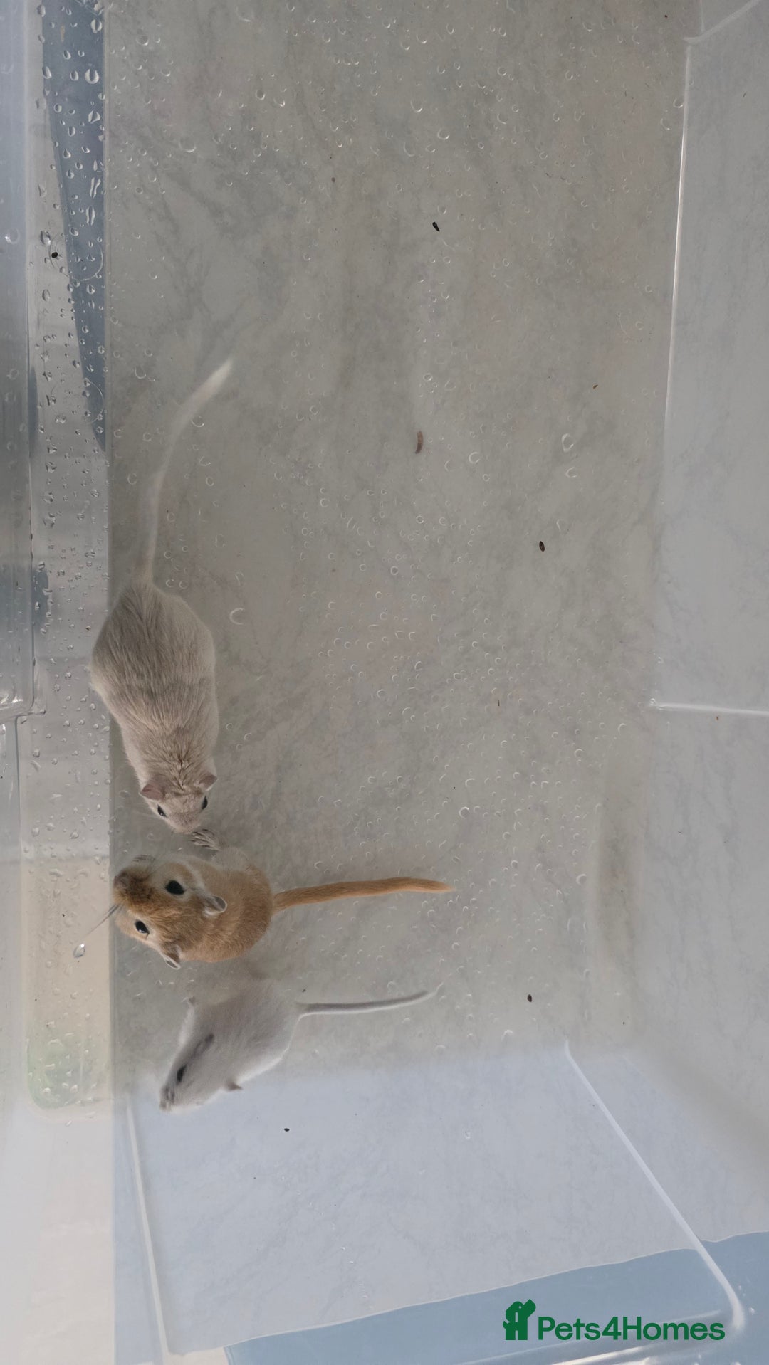 Gerbil rodents for sale: 3×Gerbils and Cage  - Image 1