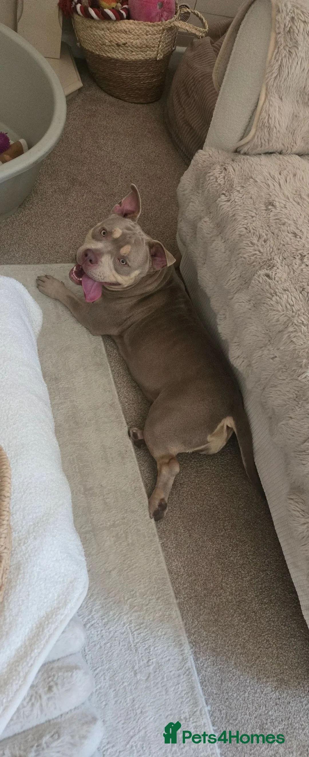 American Bully dogs for sale: American pocket bully in Ferndale - Advert 1