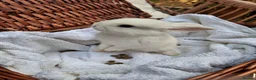 Mini Lop rabbits for sale: 6x Pure breed mini lop baby rabbits - Advert 31