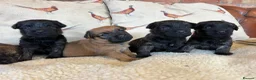 Mixed Breed dogs for sale: Cairn x Patterdale  - Advert 18