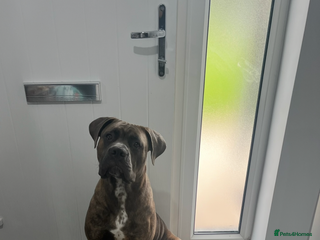 Cane Corso dogs in Monmouth - Advert 1