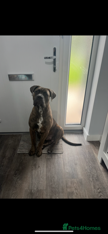 Cane Corso dogs in Monmouth - Advert 1