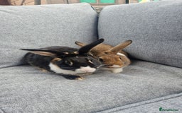 Mixed Breed rabbits for sale: 2 sisters looking for forever home - Image 1