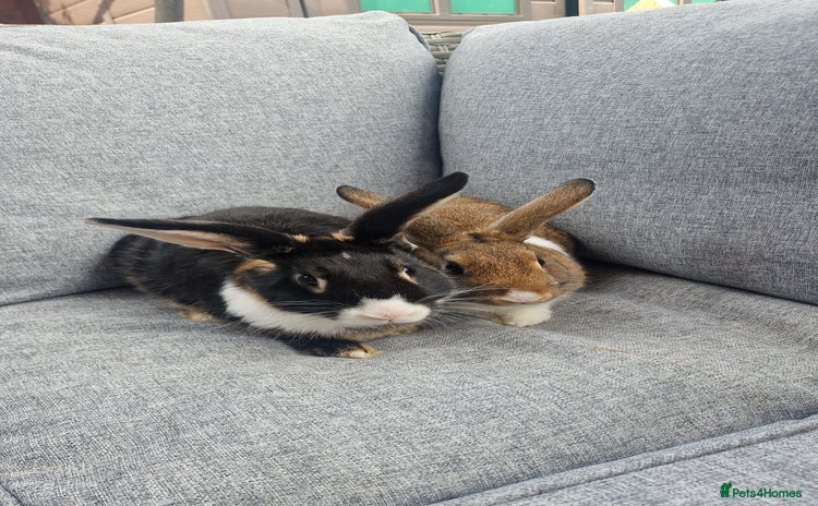 Mixed Breed rabbits - Advert 1