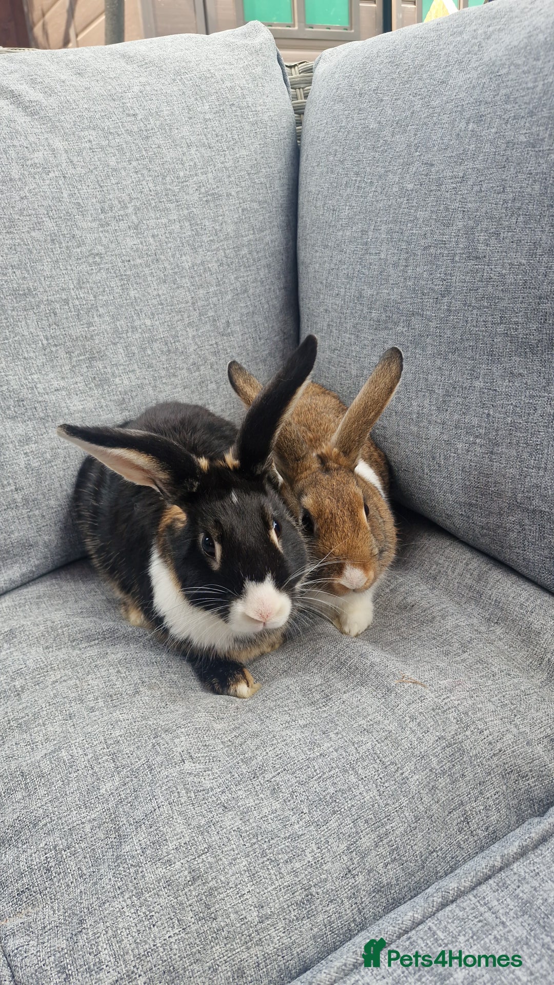Mixed Breed rabbits for sale: 2 sisters looking for forever home - Image 1