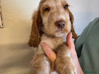 Cocker Spaniel dogs HUGO AND TILLY SHOW COCKER SPANIELS - Advert 10