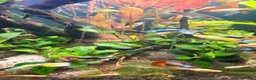 Live Bearers fish for sale: Colourful Guppy fish -vibrant and healthy M/F avai in Bristol - Advert 3