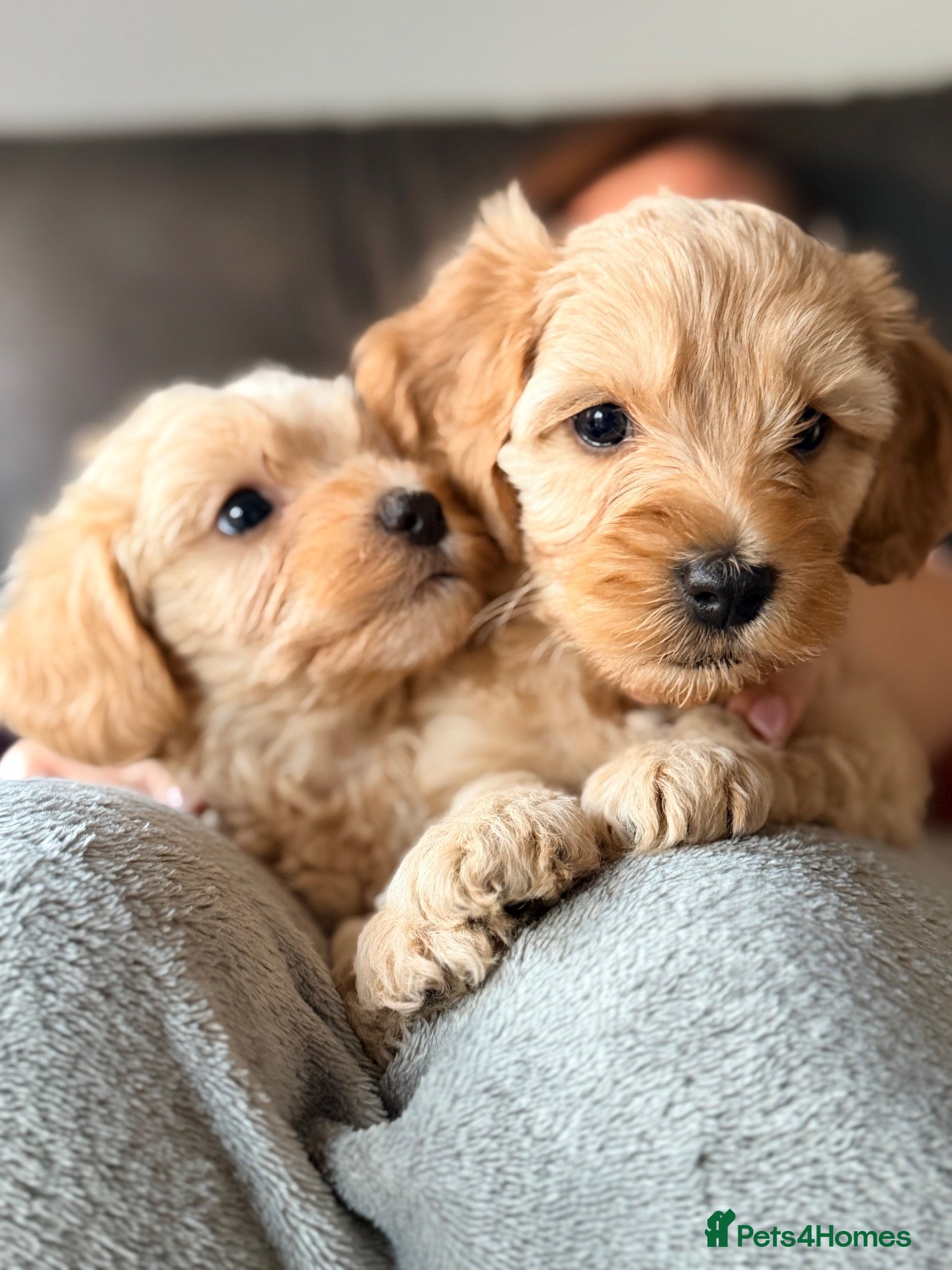 Mixed Breed dogs Beautiful Cavapoochon x puppies  - Advert 17