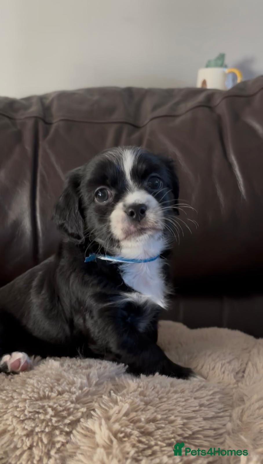 Mixed Breed dogs Gorgeous girl Cavachon x Shi Tzu puppy - Advert 6
