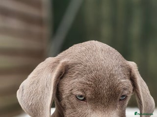 Labrador Retriever dogs - Advert 1