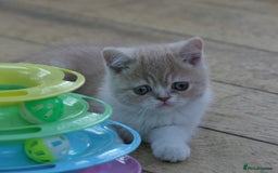 Exotic cats for sale: Exotic pedigree kittens  - Image 15