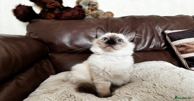 Ragdoll cats - Advert 1