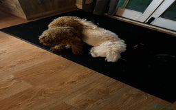 Maltipoo dogs for sale: Gorgeous apricot maltipoo - Image 26