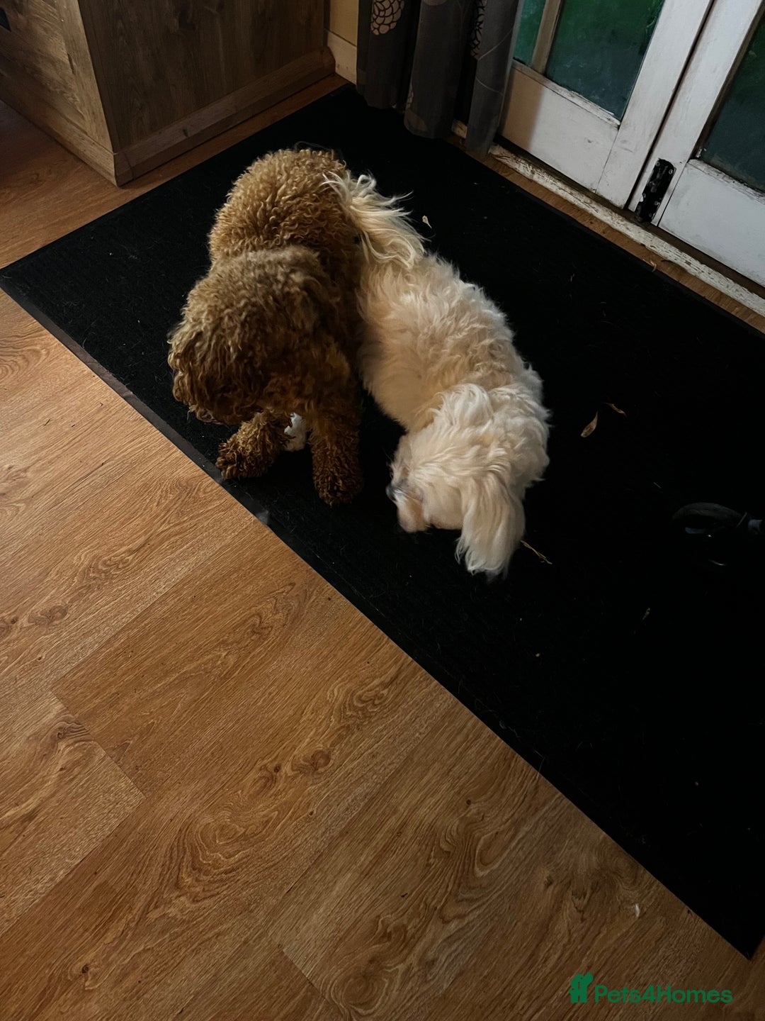 Maltipoo dogs for sale: Gorgeous apricot maltipoo - Image 26