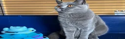 British Shorthair cats for sale: 🌟GCCF BSH 🏆Champion Bloodline 🌟5-Gen Pedigree🌟 - Advert 13