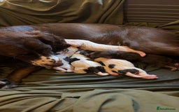 Sprocker dogs for sale: Sprocker puppies 5 beautiful girls  - Image 2