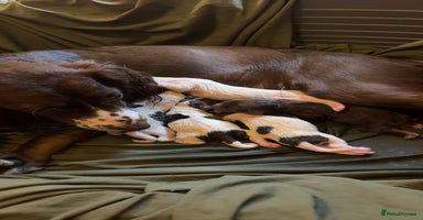 Sprocker dogs Sprocker puppies 5 beautiful girls  - Advert 11