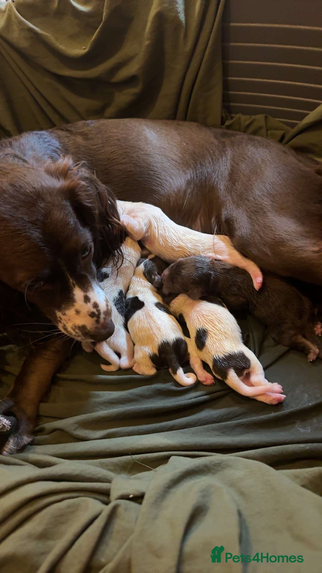 Sprocker dogs for sale: Sprocker puppies 5 beautiful girls  - Image 2