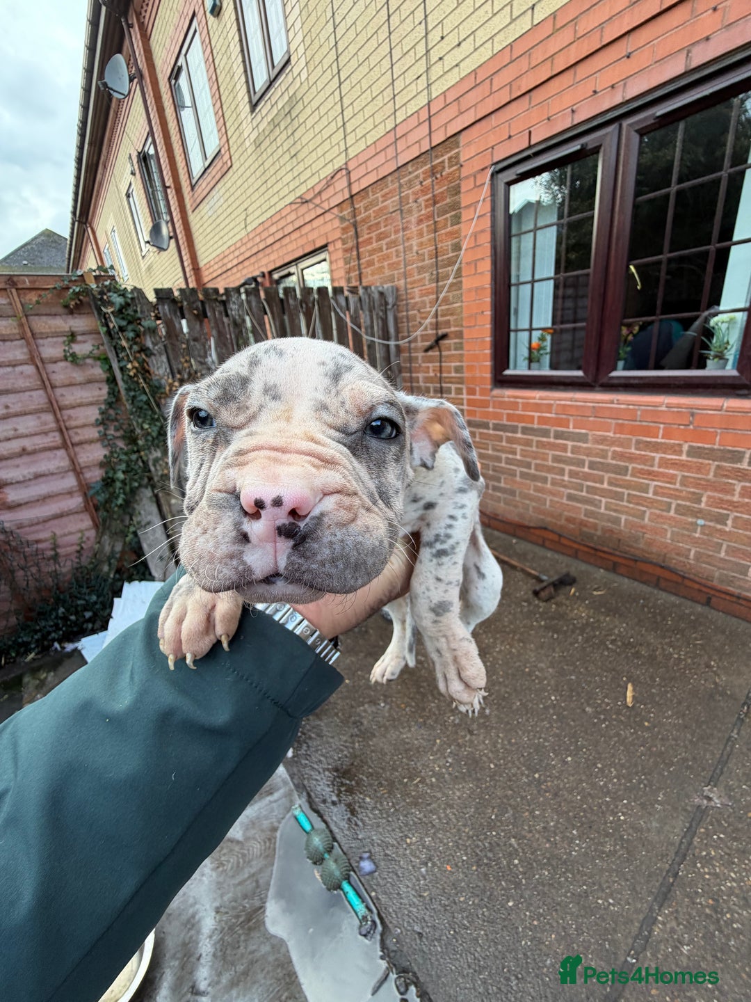 Mixed Breed dogs for sale: Old English cross, cane corsa  - Image 20
