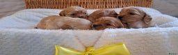 Cavapoo dogs for sale: Beautiful Cavapoo Puppies - Advert 3