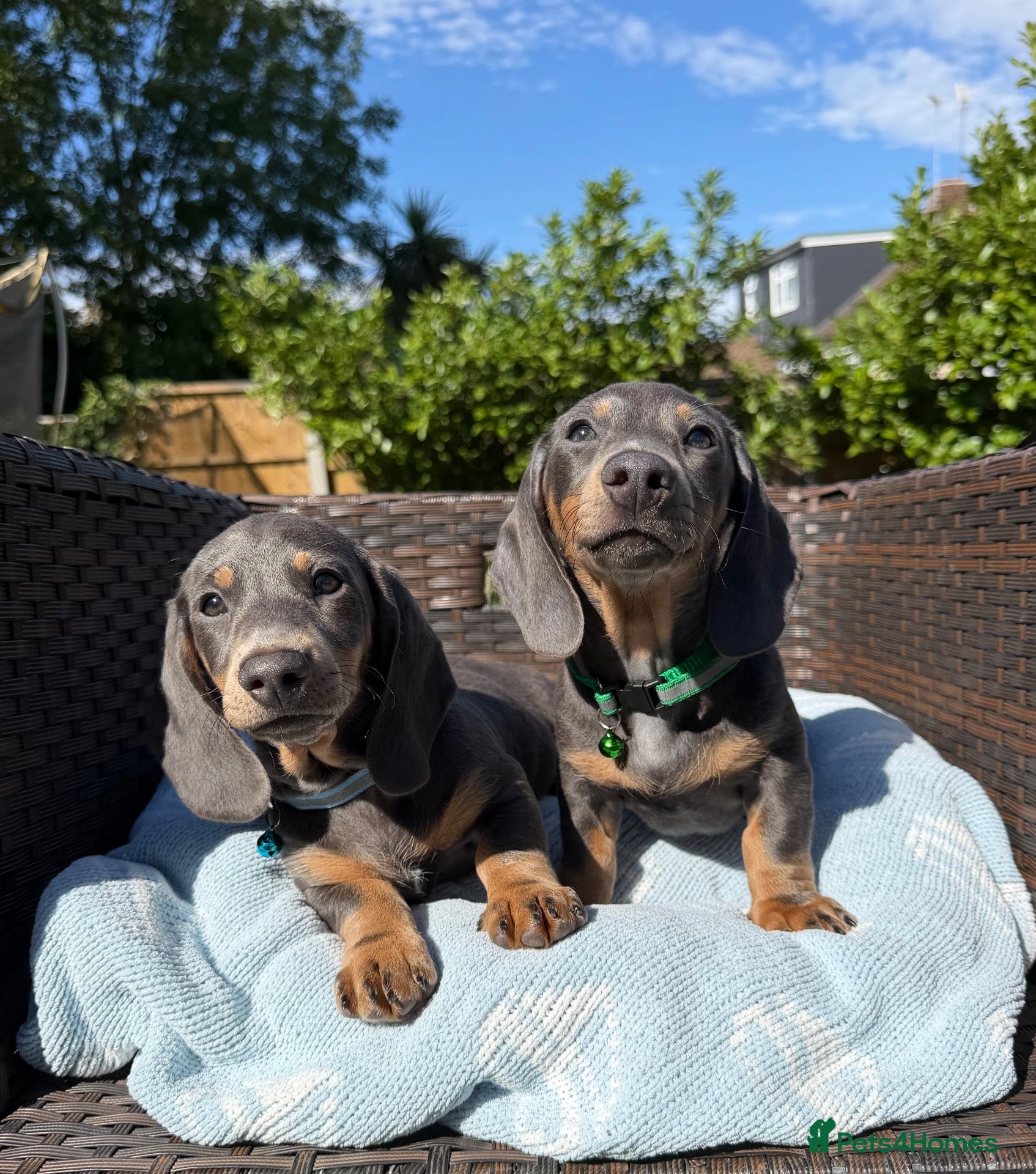 Miniature Dachshund dogs Miniature dachshund puppies  - Advert 10