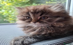 Persian cats for sale: DARK GOLDEN CHINCHILLA PERSIAN KITTEN - Image 6