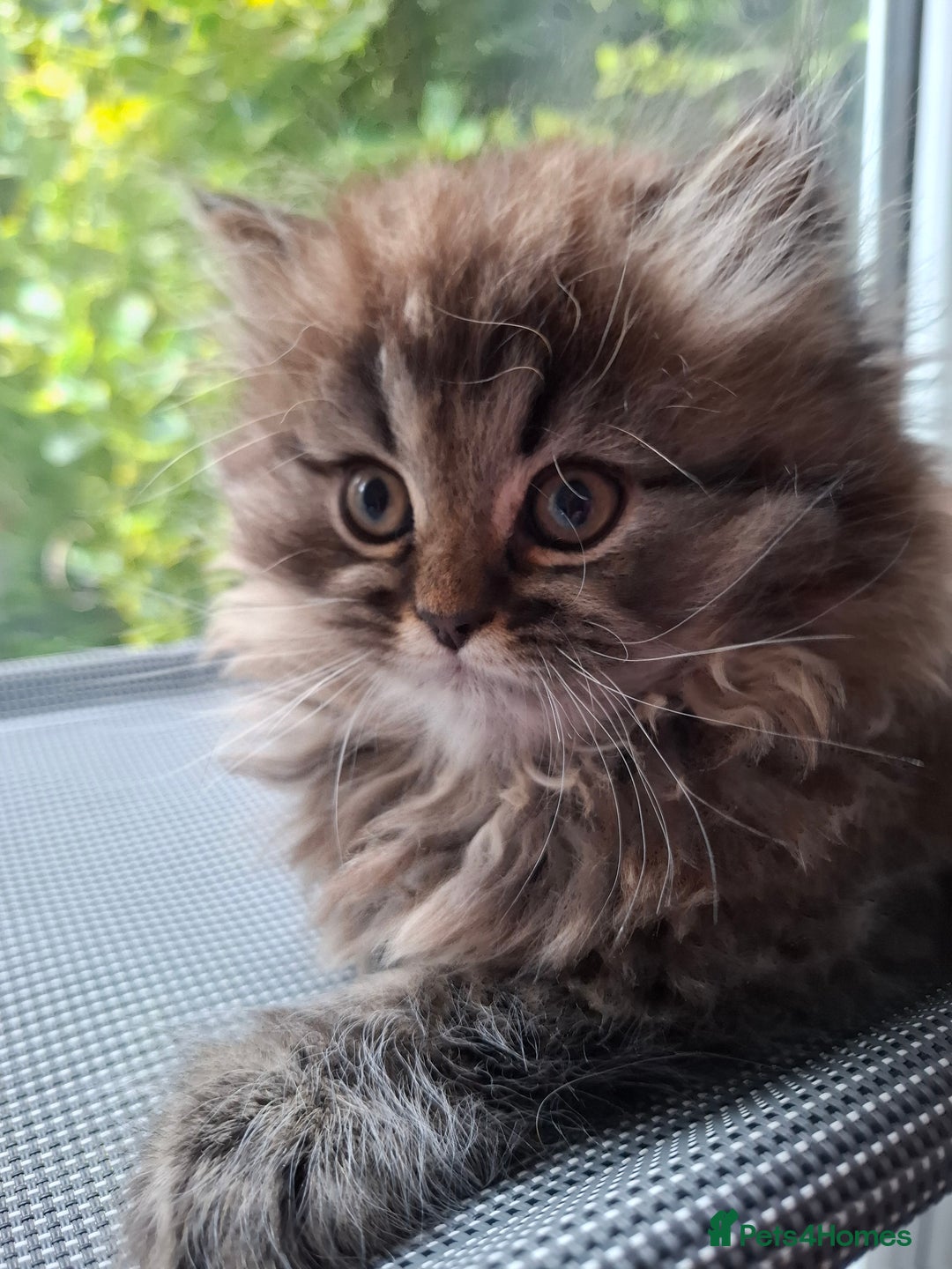 Persian cats for sale: DARK GOLDEN CHINCHILLA PERSIAN KITTEN - Image 6