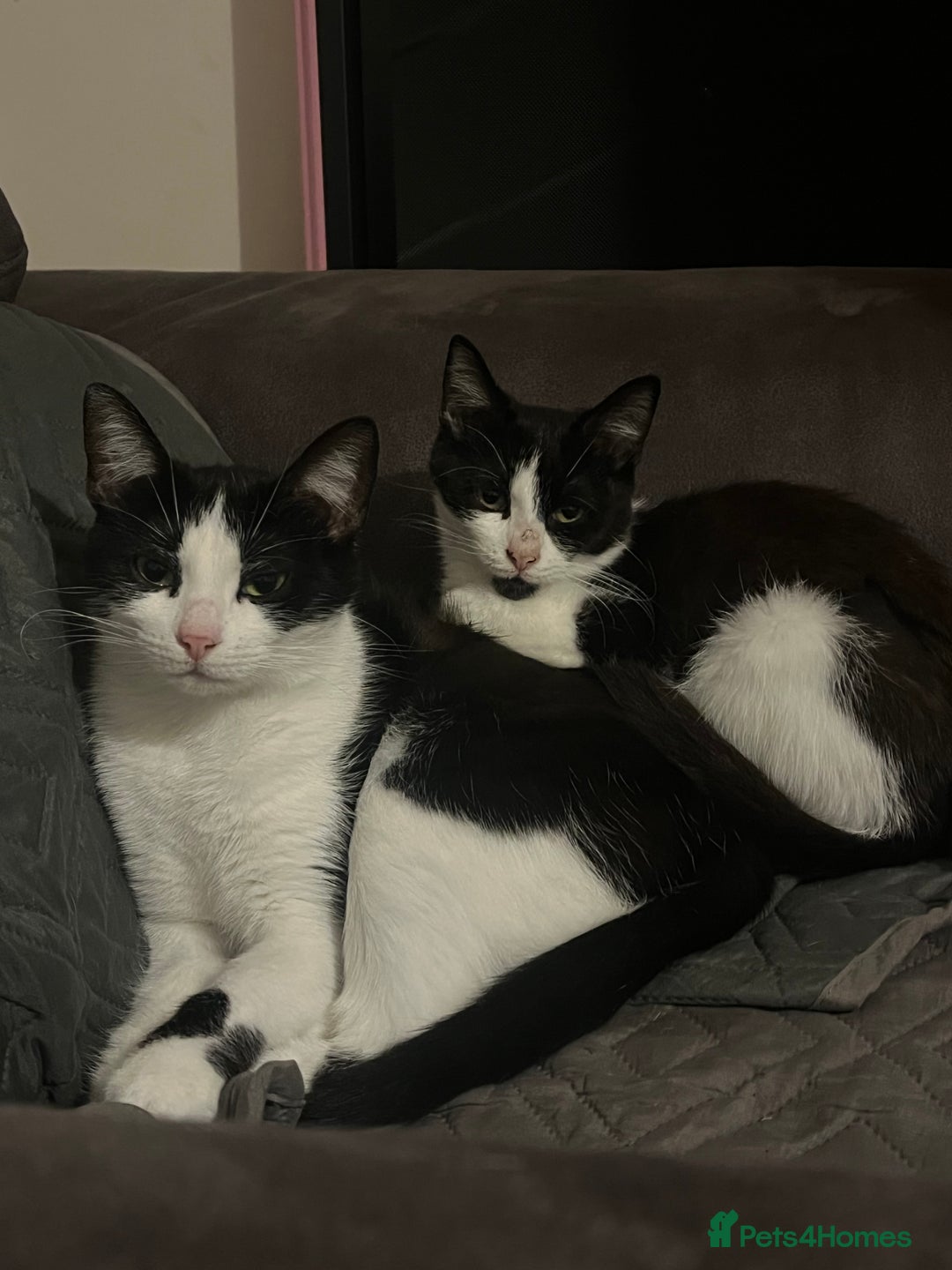 Mixed Breed cats for sale: Nancy - 7 month old black and white kitten  - Advert 1