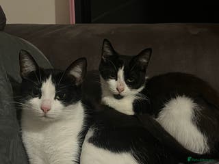 Mixed Breed cats Nancy - 7 month old black and white kitten - Advert 22