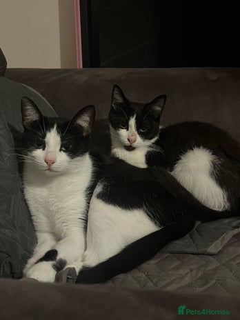 Mixed Breed cats Nancy - 7 month old black and white kitten - Advert 1