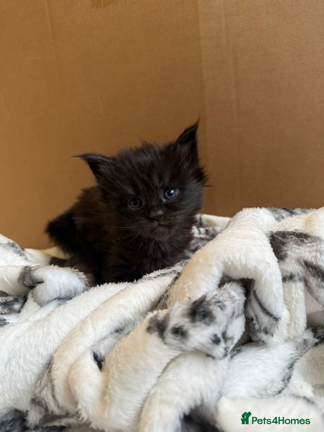 Maine Coon cats for sale: Pedigree Tica Russian Import line Maine Coons - Advert 27